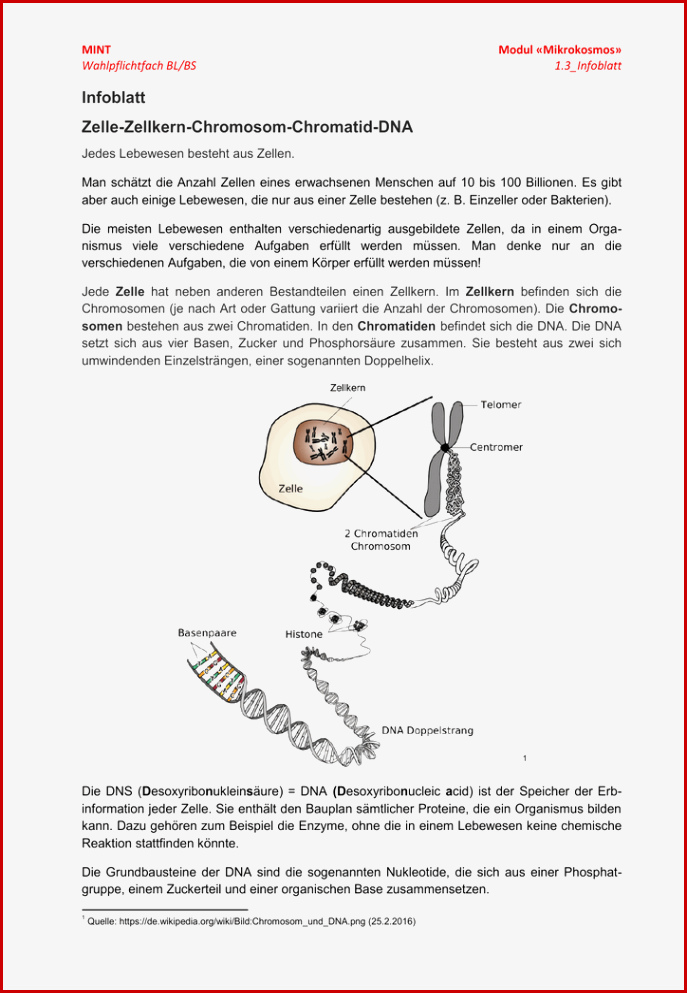 1 3 Infoblatt Zelle Zellkern Chromosom Chromatid Dna