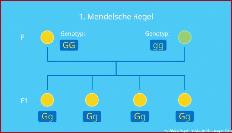 1. Mendelsche Regel (Uniformitätsregel) â¢ Einfach erklärt Â· [mit ...