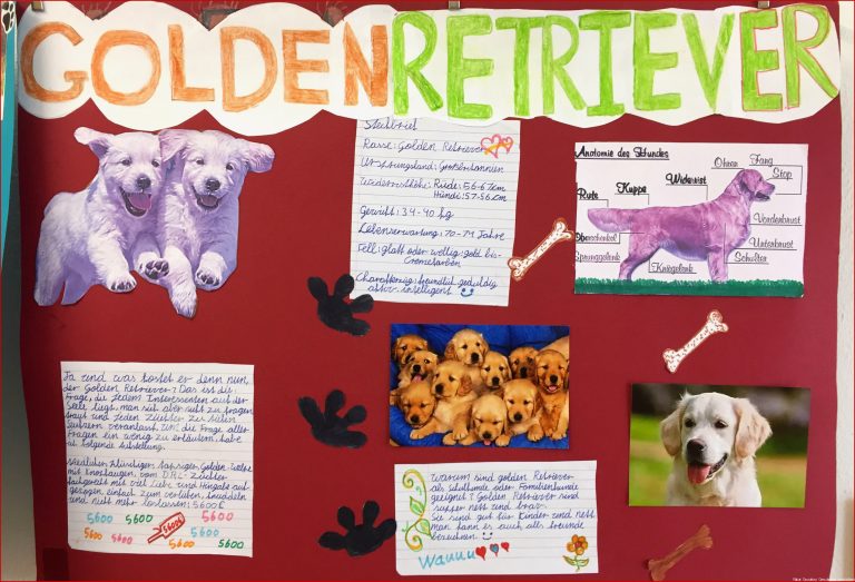 1 Plakate Golden Retrievergrundschule Am Wartberg