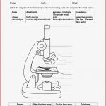 11 Best Of Light Microscope Diagram Worksheet