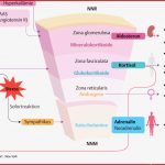 11 Hormonsystem Pflegepädagogik Georg Thieme Verlag