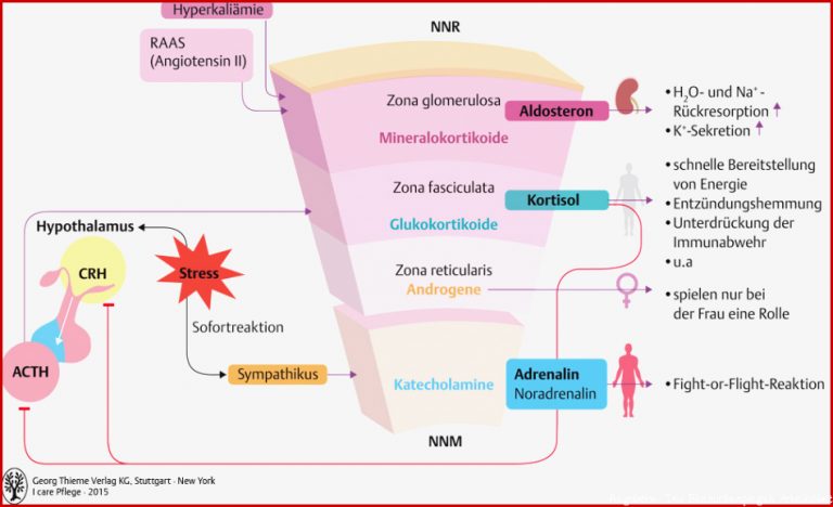 11 Hormonsystem Pflegepädagogik Georg Thieme Verlag