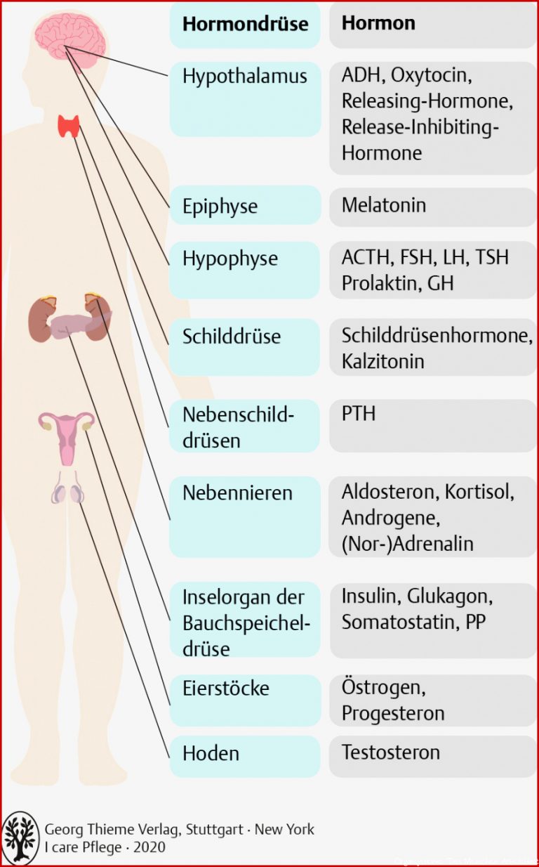 11 Hormonsystem Pflegepädagogik Georg Thieme Verlag