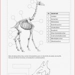 11 Skelett Hund Beschriften Arbeitsblatt Lösung Iwonnink