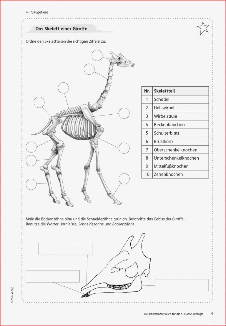11 Skelett Hund Beschriften Arbeitsblatt Lösung Iwonnink