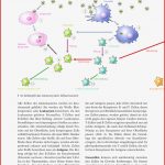 12 4 Immunsystem Schulbuchzentrum Line