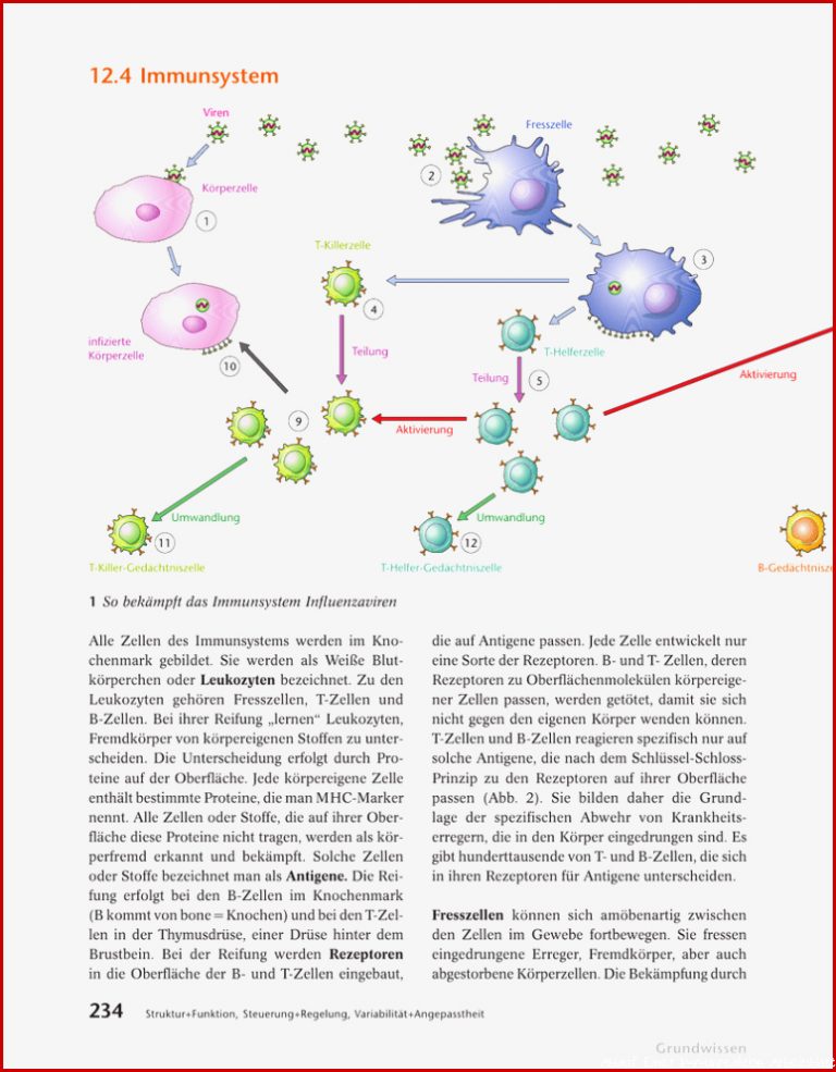 12 4 Immunsystem Schulbuchzentrum Line