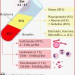 12 Blut Und Immunsystem Pflegepädagogik Georg Thieme