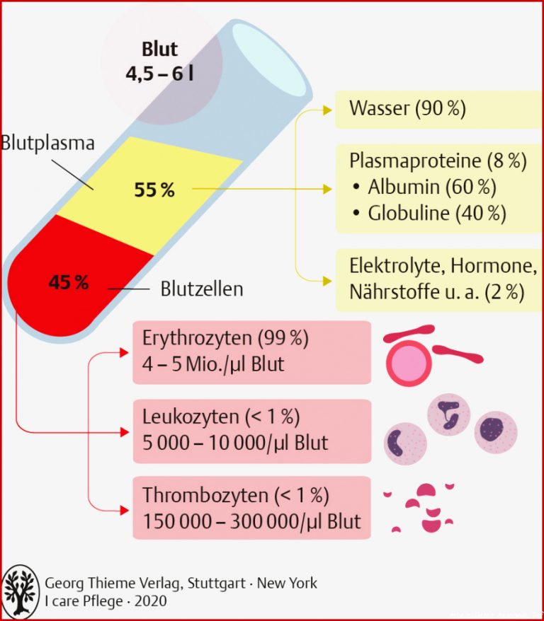 12 Blut Und Immunsystem Pflegepädagogik Georg Thieme