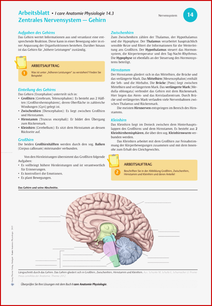 14 3 Zns Gehirn
