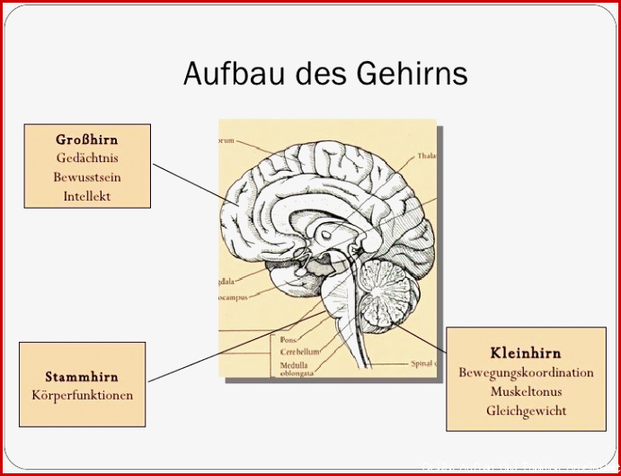 15 Arbeitsblatt 7 Aufbau Des Gehirns