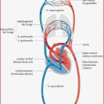 15 Arbeitsblatt atmung Und Blutkreislauf