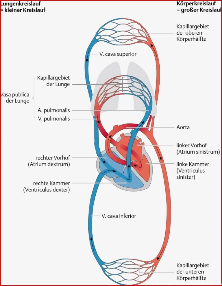 15 Arbeitsblatt atmung Und Blutkreislauf