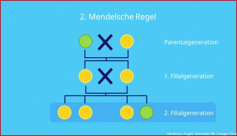 2. Mendelsche Regel (Spaltungsregel) â¢ mit Übungen Â· [mit Video]