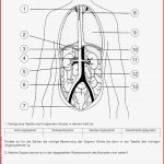 20 Verdauungssystem Arbeitsblatt Pdf