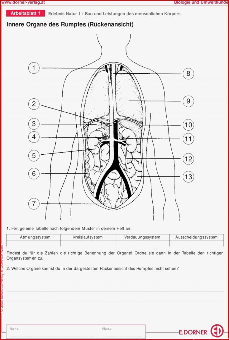 20 Verdauungssystem Arbeitsblatt Pdf