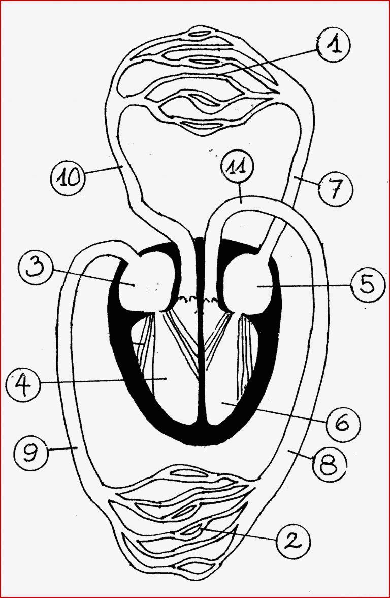 21 ARBEITSBLATT GRUNDSCHULE ATMUNG KidWorksheet