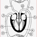 21 Arbeitsblatt Grundschule atmung Kidworksheet