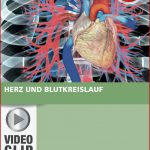 25 Biologie Arbeitsblatt Blutkreislauf Iwonnink