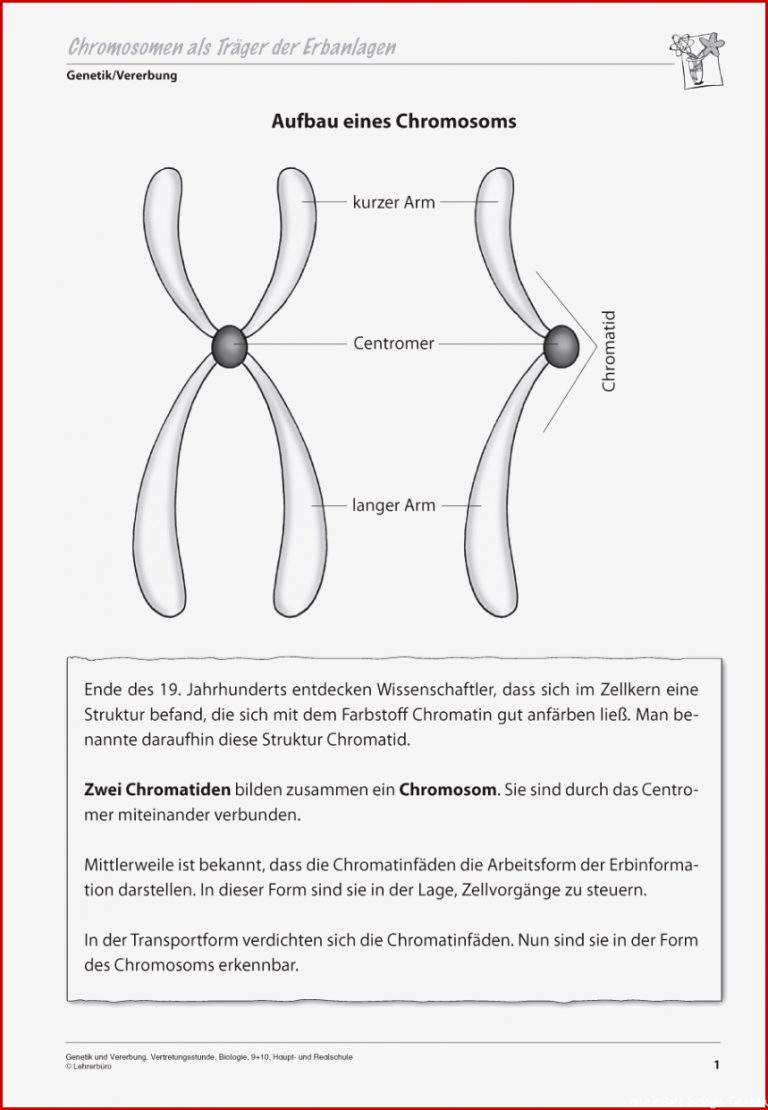 25 Elegant Dehnungs H Arbeitsblatt