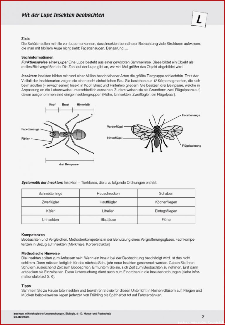 25 Genial Arbeitsblatt Insekten
