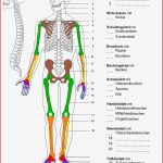 25 Neu Dehnungs H Arbeitsblatt