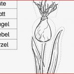 29 Arbeitsblatt Grundschule Frühblüher Iwonnink