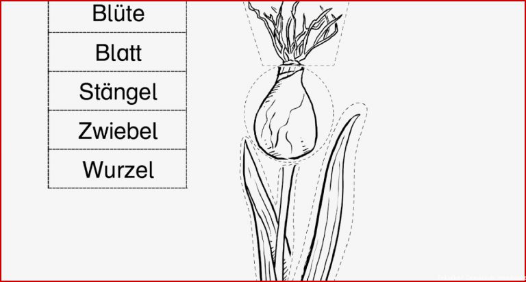 29 Arbeitsblatt Grundschule Frühblüher iwonnink