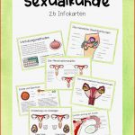 29 Menstruationszyklus Der Weibliche Zyklus Arbeitsblatt