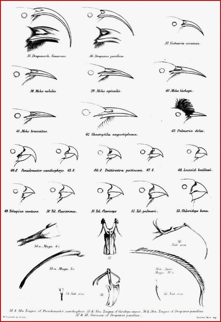 3 2 Evolution auf Inseln