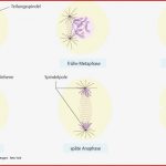 4 Biologie Pflegepädagogik Georg Thieme Verlag