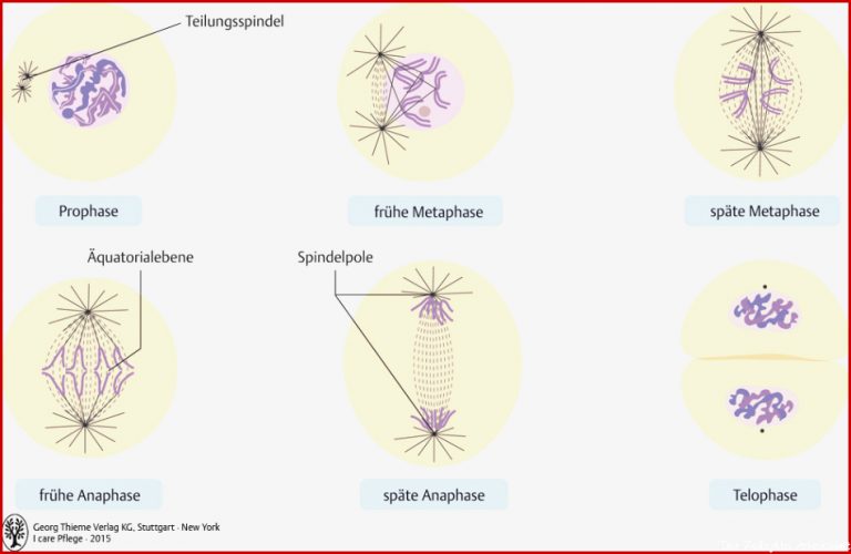 4 Biologie Pflegepädagogik Georg Thieme Verlag