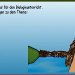 43 Biologie Maulwurf Arbeitsblatt Iwonnink