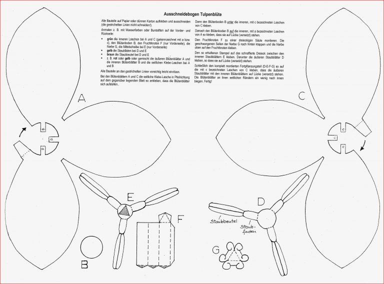 5 Klasse Skript 3 spezielle Didaktik Biologie