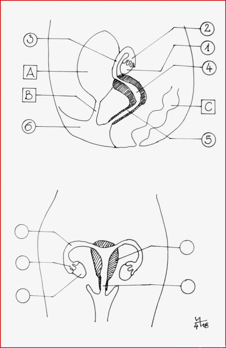 5 Klasse Skript 3 Spezielle Didaktik Biologie