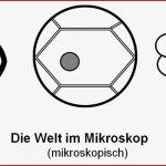 5. Klasse Skript 3: Spezielle Didaktik Biologie Www.bio-nickl.de