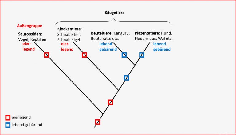 6. Evolution - Biologie-unterricht Im Digitalen Zeitalter