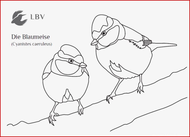 61 Ausmalbild Kohlmeise Malvorlagen Für Kinder Zum