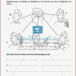 63 Arbeitsblatt Die Zunge Grundschule Kidworksheet