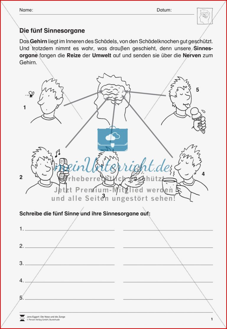 63 ARBEITSBLATT DIE ZUNGE GRUNDSCHULE KidWorksheet