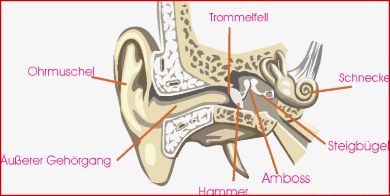 9 Arbeitsblatt Grundschule Ohr Kidworksheet