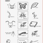 A School Of Fish Insect Mouthparts Activity