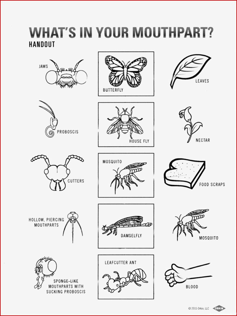 A School Of Fish Insect Mouthparts Activity