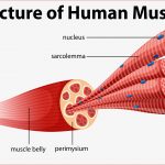 A Structure Of Human Muscle Vector Art at Vecteezy