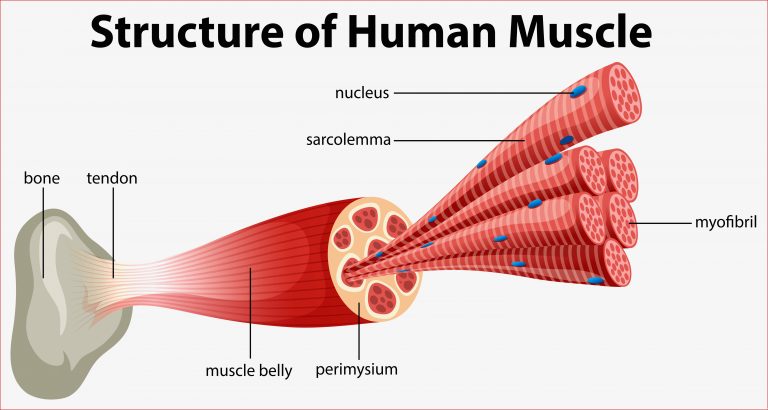 A Structure of Human Muscle Vector Art at Vecteezy
