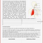 Ab atmungssystem Mensch – Unterrichtsmaterial Im Fach