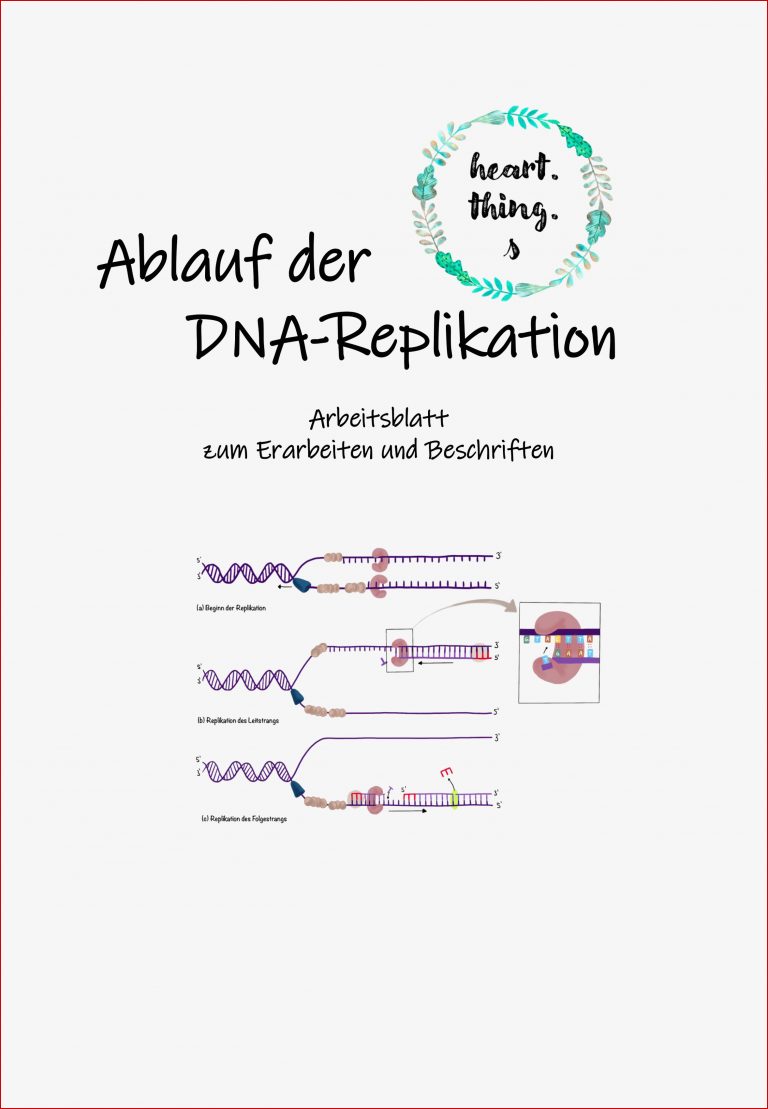 Ablauf der DNA Replikation Leit und Folgestrang