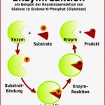 Ablauf Der Enzymreaktion - Stoffwechsel - Online-kurse