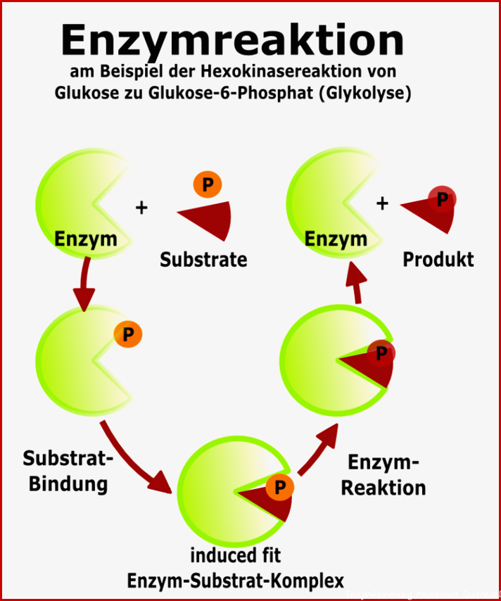 Ablauf der Enzymreaktion - Stoffwechsel - Online-Kurse