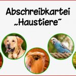 Abschreibkartei Haustiere Druckschrift Pdf